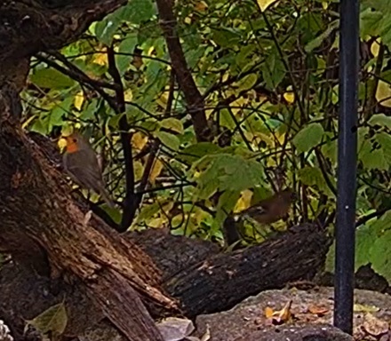 Robin und Buchfink 23.10.24