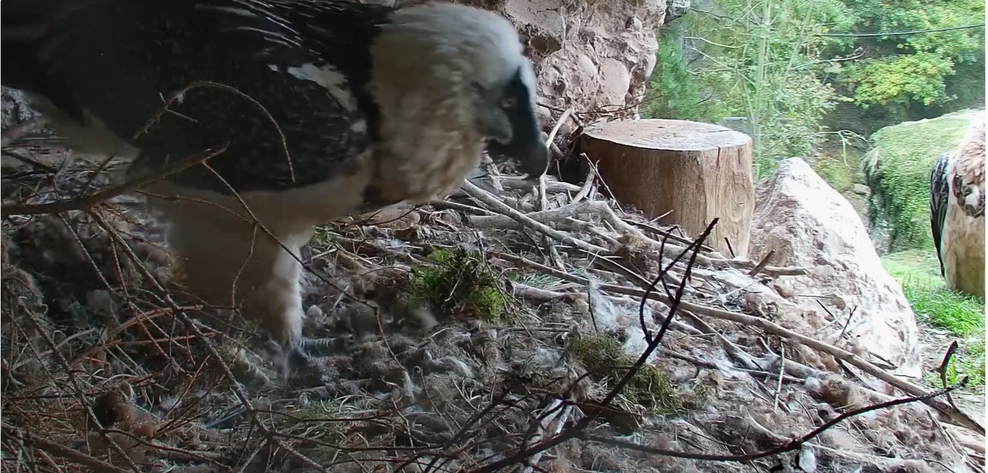 H geht wieder 11.10.25