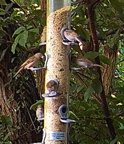 Spatzenfrühstück bei Petra 1 28.06.24