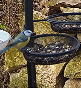 Blaumeise an Futterschale 18.02.24