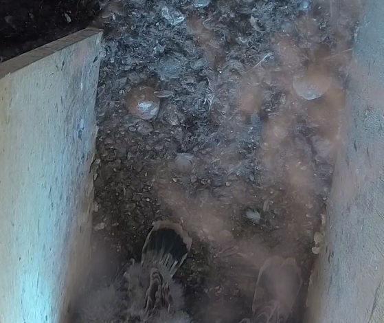 Screenshot_20240807_181024_Chrome