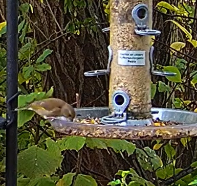 Grünfinkfrau 23.10.24