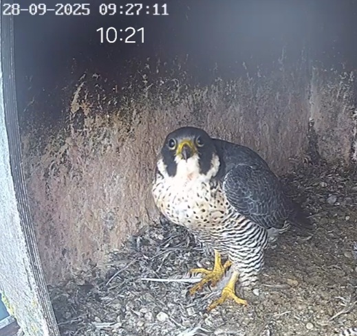 Screenshot_20250928_102135_Chrome