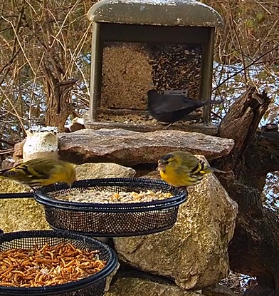 Amsel u. Erlis 2, 20.01.24