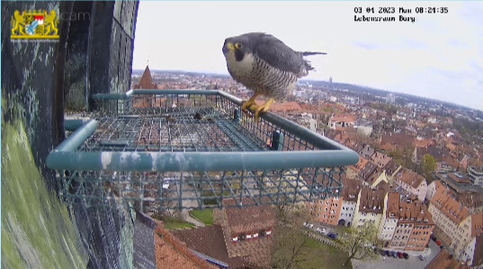 2023-04-03 08_24_53-Webcam - Lebensraum Burg und 2 weitere Seiten - Persönlich – Microsoft​ Edge