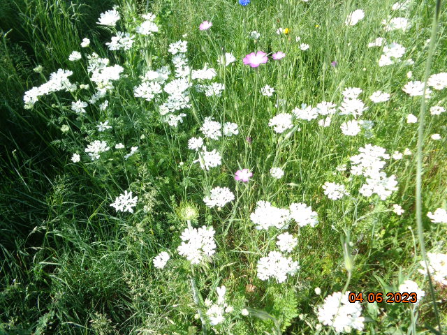 DSC00302