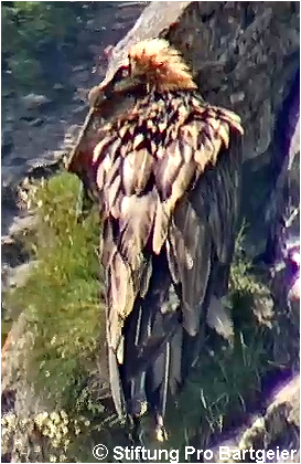 3a