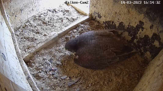 2023-03-14 16_14_47-webcams – Naturfotografen im LBV Coburg und 1 weitere Seite - Persönlich – Micro