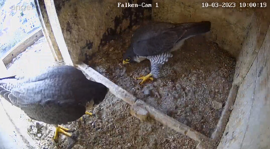 2023-03-10 10_00_36-webcams – Naturfotografen im LBV Coburg und 3 weitere Seiten - Persönlich – Micr