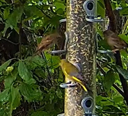 Grünfink und Spatzen 18.05.24