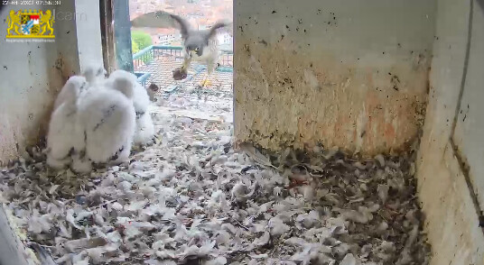 2023-04-27 07_56_58-Webcam - Lebensraum Burg und 1 weitere Seite - Persönlich – Microsoft​ Edge