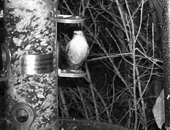 Robin 18.01.24