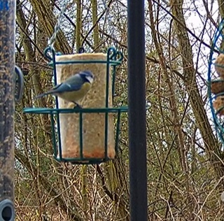 Blaue 28.02.24