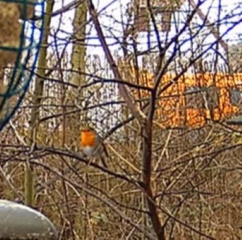 Robin 1 26.02.24