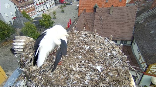 Screenshot_20240903_103029_Firefox