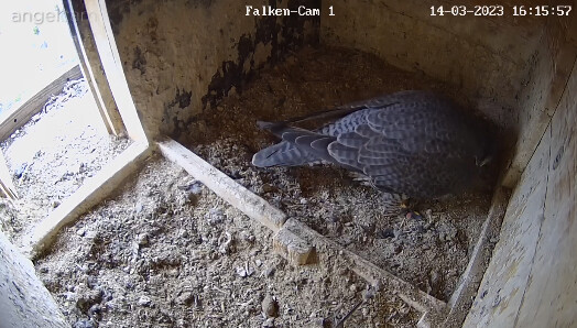 2023-03-14 16_16_17-webcams – Naturfotografen im LBV Coburg und 1 weitere Seite - Persönlich – Micro