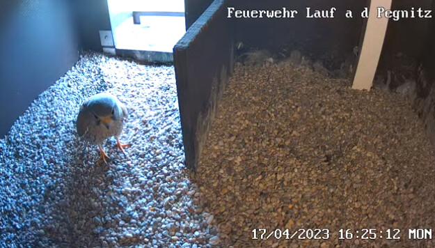 2023-04-17 16_26_24-Freiwillige Feuerwehr Lauf an der Pegnitz und 2 weitere Seiten - Persönlich – Mi