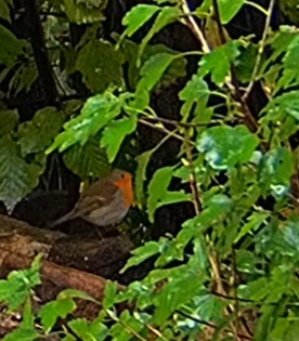 Robin im Unterholz 13.10.24