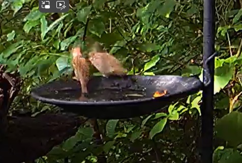 Spatz versorgt Kind 12.07.24