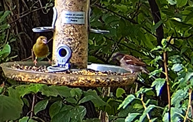 Grünfink mit Spatz 11.07.24