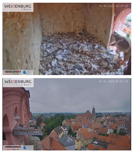 Snap_2024.05.31_07h58m16s_004_