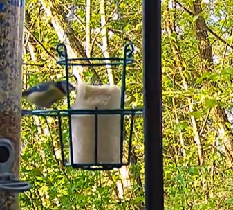 Kohli am Liter 07.04.23