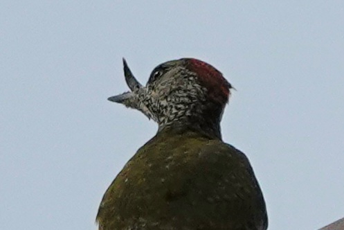 DSC02679_1