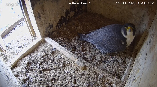 2023-03-14 16_17_17-webcams – Naturfotografen im LBV Coburg und 1 weitere Seite - Persönlich – Micro