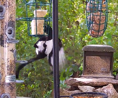 Elster am Liter 16.05.24