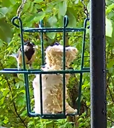 Kohli am Liter 17.05.24