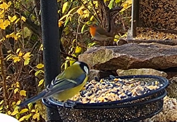 Kohli und Robin 29.11.24