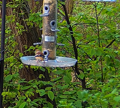 Kernbeißer 31.03.24