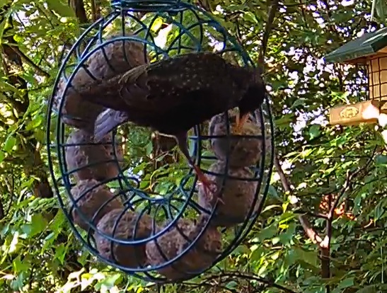 Star am Knödelring 23.05.24