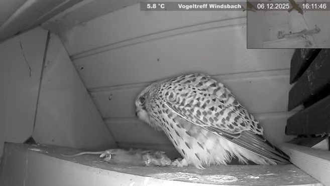 Snap_2025.12.06_17h51m11s_006_