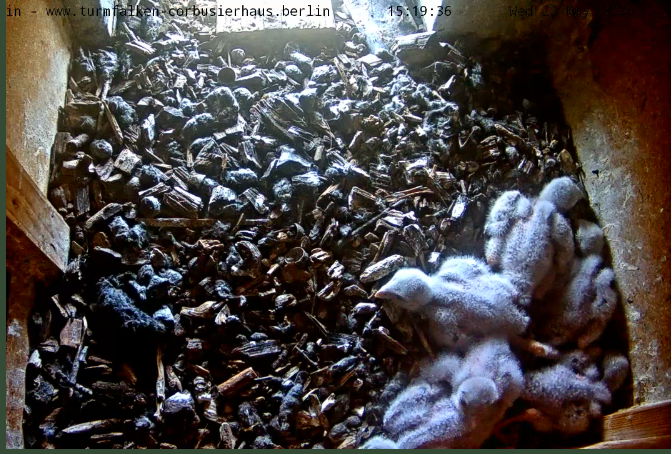 Snap_2024.05.22_15h20m03s_008_