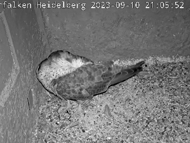 Bild