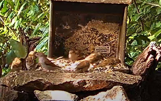 Spatzenzeit am Silo 05.07.24