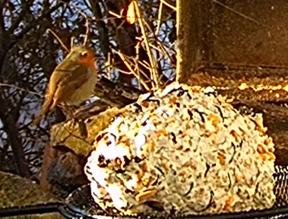 Robin in der Sonne 27.01.26