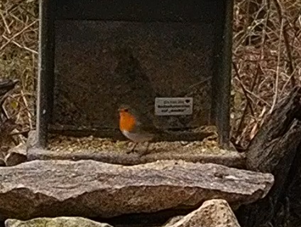 Robin 30.12.24