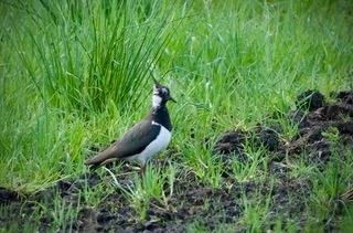 IMG_20230430_193334_211