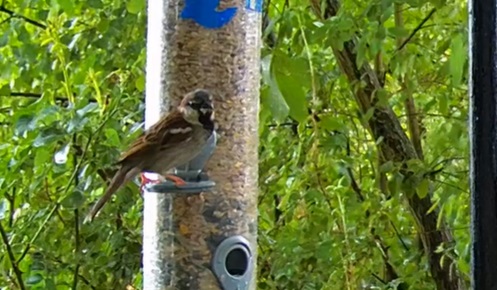 Spatz bei Schorsch 27.06.24