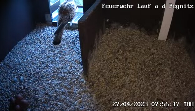 2023-04-27 08_15_33-Freiwillige Feuerwehr Lauf an der Pegnitz und 1 weitere Seite - Persönlich – Mic