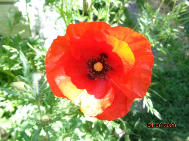 DSC00300