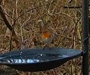 Robin 18.12.24