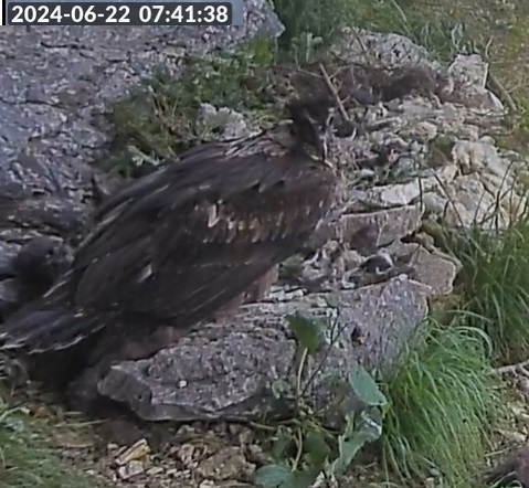 Vinz hat das Nest nach Futter abgesucht 22.06.24