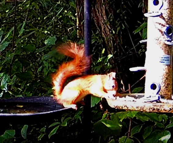 Screenshot_20240711_095309_Samsung Internet