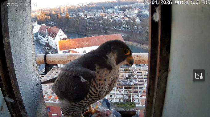 Snap_2026.01.27_08h20m32s_002_