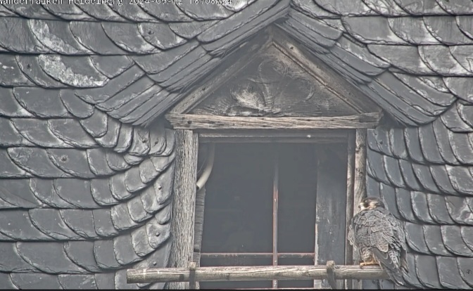 Screenshot_20240912_180807_Chrome