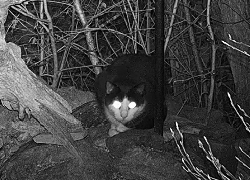 Katze 1 19.12.24