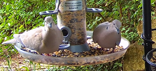 TüTa Paar 1 16.06.24